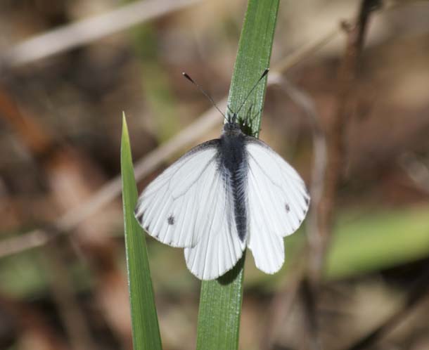 Margined white butterfly